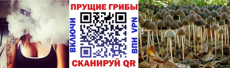 Галлюциногенные грибы Magic Shrooms  Пятигорск 